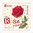 Lilipoints - Rose rouge J015