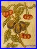 Dekorative Stickerei Früchte Pflaumen und Kirschen 1850