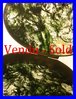 HARD STONE green moss agate box 1900