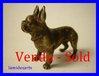 Cold Painted Vienna Bronze 1880  dog Bulldog