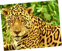 Peluche Jaguar