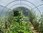 Serre tunnel de jardin CYRANO largeur 4m
