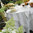 Serviette de table 50x50cm (le lot de 6) - Ombelle blanc par Blanc des Vosges
