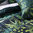 Housse de couette 140x200cm - Arjuna Leaf par Designers Guild