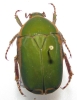 Pachnoda staehlini male or female A1