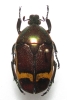 Plaesirrhinella erythreana male or female