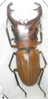 Cyclommatus alagari mâle A1 65 mm
