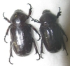 Coenochilus costipennis A1 pair