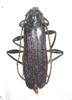 Xystrocera nigrita A1  female or male