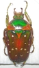 Stephanorrhina adelpha molleti A1 male