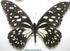 Papilio rex fanciscae A- pinned male