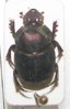 Onthophagus impurus  A1 male