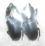 Figulus binodulus 1 mâle A1 + 1 male A2