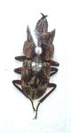 Auxicerus platyceps mâle A1  15+ mm