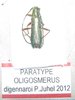 Oligosmerus digennaroi mâle A-  PARATYPE
