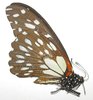 Papilio rex comixtus A1 male