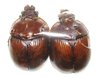 Bolbaffer abyssinicus A1 pair