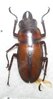 Prosopocoilus downesi mâle A1 25-30 mm