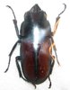 Prosopocoilus antilopus insulanus mâle A1  20-24 mm