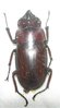 Prosopocoilus antilopus beisa mâle A1 20-24 mm