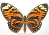 Papilio zagreus batesi  A1/A- female