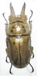 Allotopus mollenkampi babai mâle A1 57 mm
