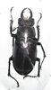 Lucanus laticornis mâle A1 41+ mm