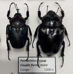 Fornasinius russus A1 black Form (M. 43 mm)