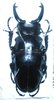 Odontolabis dalmani celebensis mâle A1 74 mm