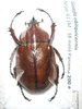 Golofa obliquicornis mâle A1 38 mm