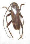 Hololeprus variolosus somalicus mâle A1