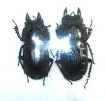 Lissotes rudis set of 2 males (16 and 17 mm)