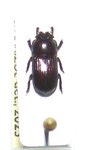 Penichrolucanus leveri A1 male or female