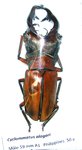 Cyclommatus alagari  A1 male 58 mm