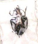 Chrysocarabus splendens lapurdanus forme mâle A1