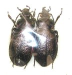 Archicarabus alysidotus bucheti couple A1