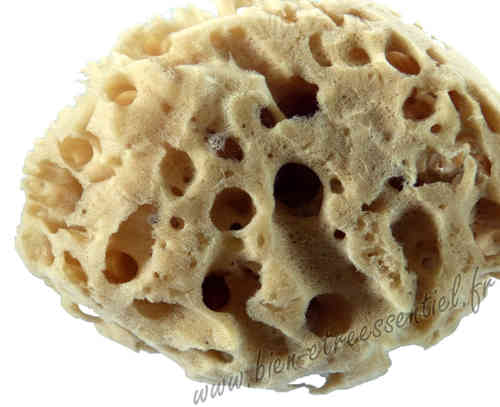 Natural sponge of sea KERALA NATURE