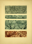 Plate  44   Documents décoratifs    1902   Alphonse  Mucha