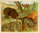 Poster Buff Bear Wolf The Wild Animals Henry Baudot circa 1900
