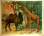 Poster Giraffe and  Camel  Wild  Annimals  Henry  Baudot  Circa 1900