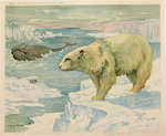 Affiche   Pingoin  Baleine et Ours Blanc Les Annimaux Sauvages Henrt  Baudot  Circa 1900