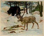 Poster  Black  Bear and  Reindeer  The  Wild  Annimals  Henry  Baudot  Circa 1900
