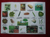 Planche catégorisation A3 "les légumes" (420307)