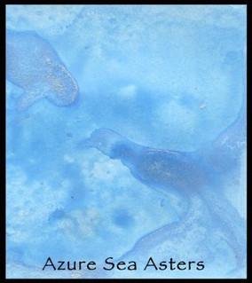 Azure Sea Asters - Lindy's Magical Powder