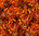 Skull-Fire Pattern Ref: LRF010B